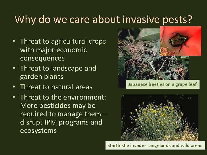 Why do we care about invasive pests? • Threat to agricultural crops with major