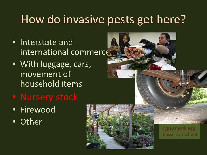 How do invasive pests get here? • Interstate and international commerce • With luggage,