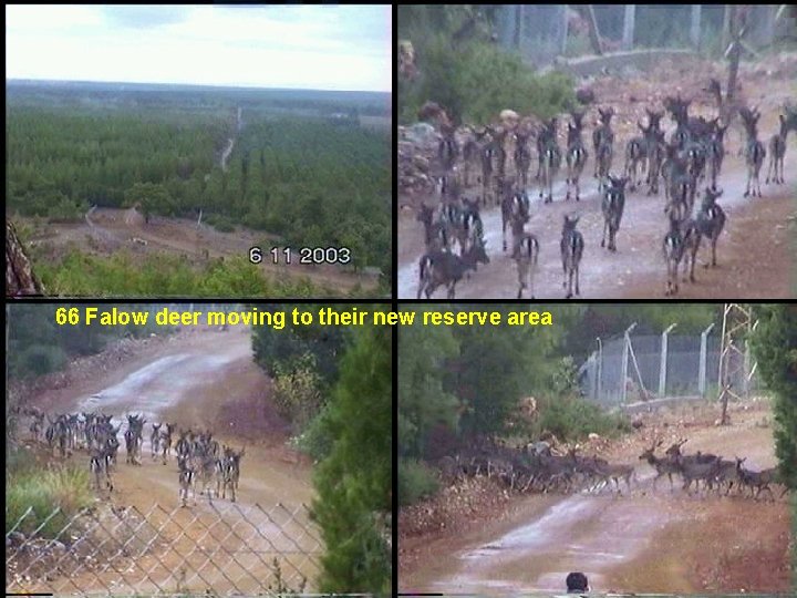 66 Falow deer moving to their new reserve area 