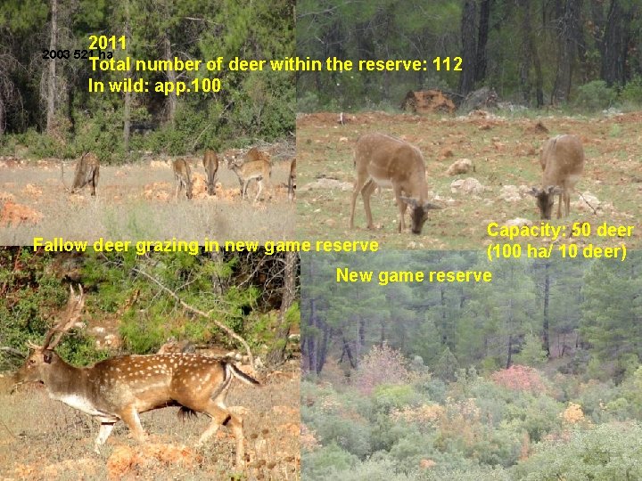 2011 Total number of deer within the reserve: 112 In wild: app. 100 2003