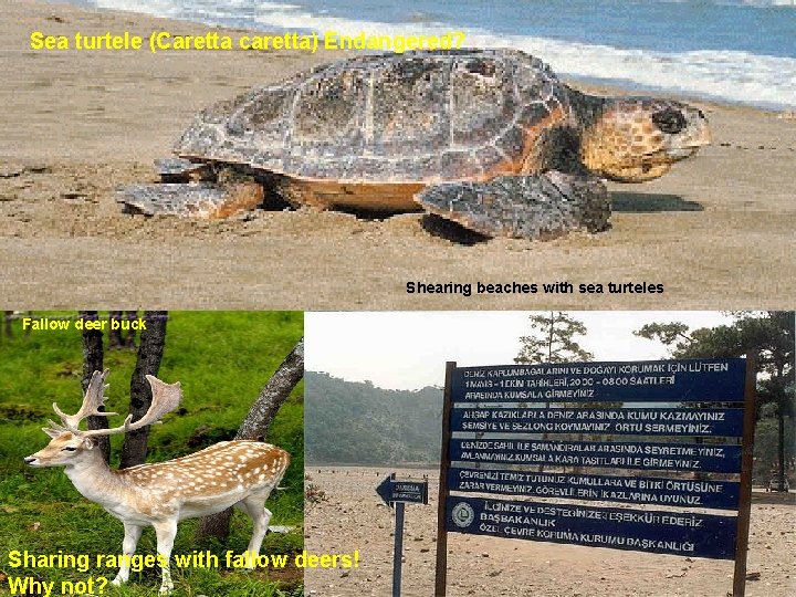 Sea turtele (Caretta caretta) Endangered? Shearing beaches with sea turteles Fallow deer buck Sharing