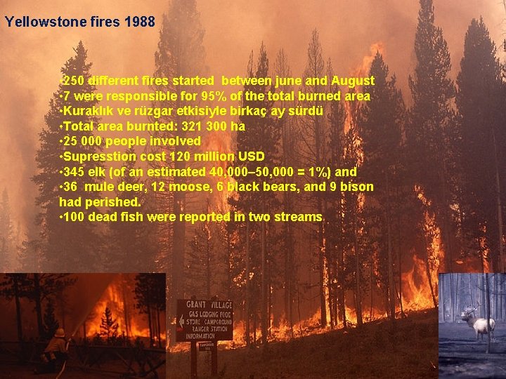 Yellowstone fires 1988 • 250 different fires started between june and August • 7