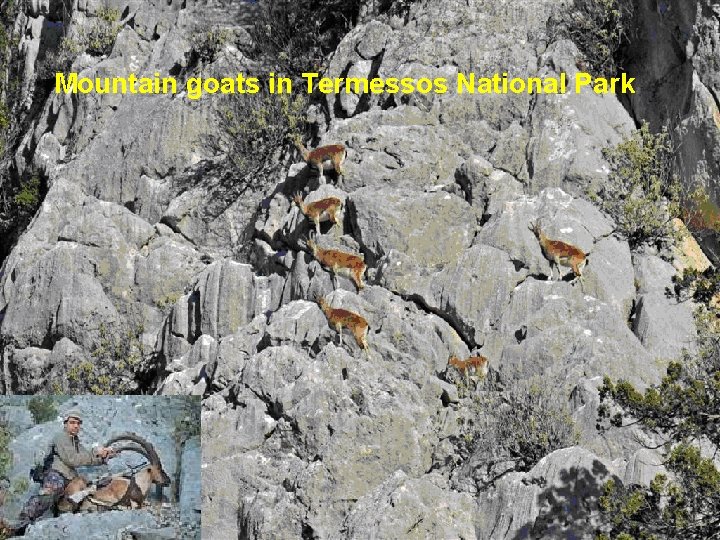 Mountain goats in Termessos National Park 