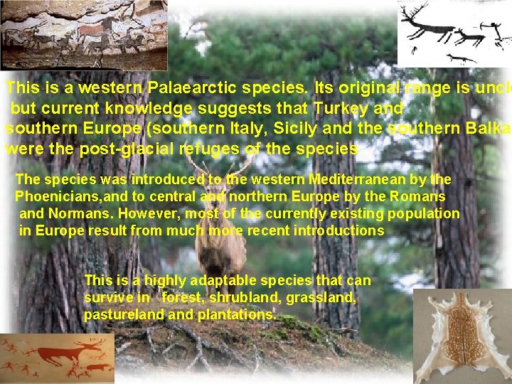 This is a western Palaearctic species. Its original range is uncle but current knowledge