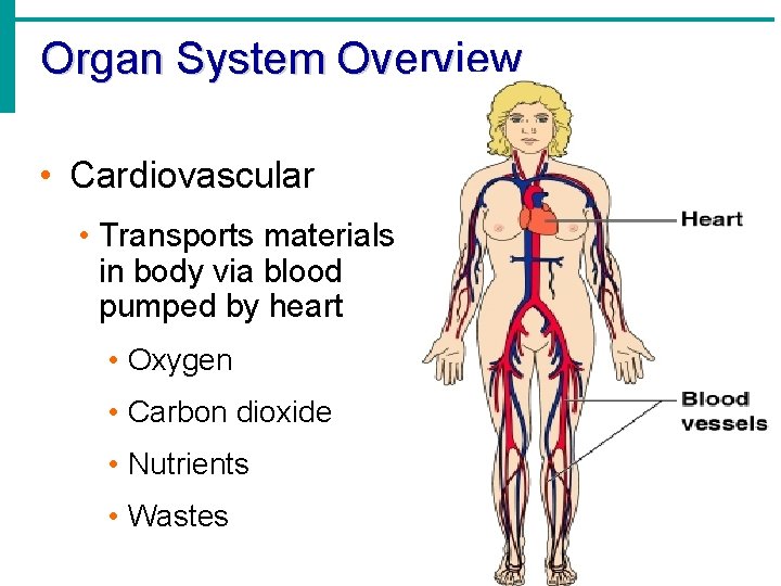 Organ System Overview • Cardiovascular • Transports materials in body via blood pumped by