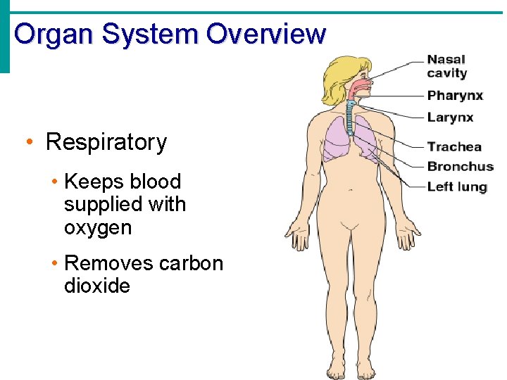 Organ System Overview • Respiratory • Keeps blood supplied with oxygen • Removes carbon