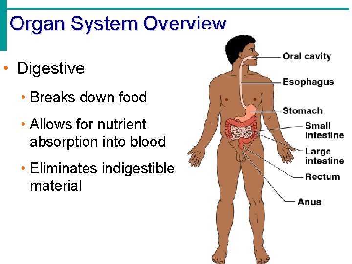 Organ System Overview • Digestive • Breaks down food • Allows for nutrient absorption