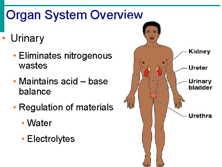 Organ System Overview • Urinary • Eliminates nitrogenous wastes • Maintains acid – base