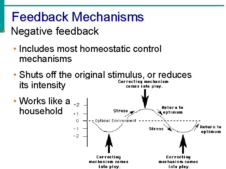 Feedback Mechanisms • Negative feedback • Includes most homeostatic control mechanisms • Shuts off