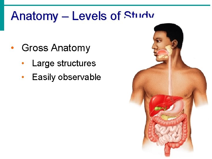 Anatomy – Levels of Study • Gross Anatomy • Large structures • Easily observable