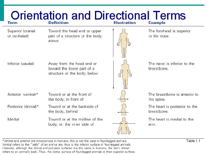 Orientation and Directional Terms Table 1. 1 