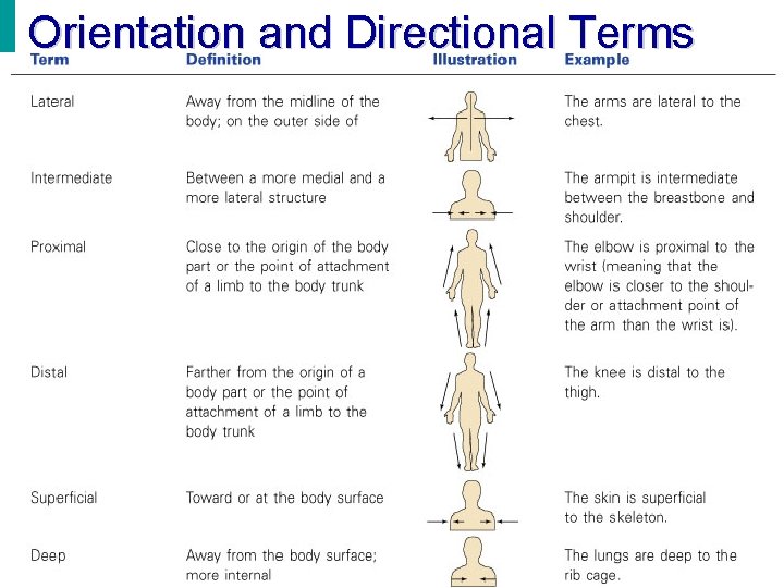 Orientation and Directional Terms 