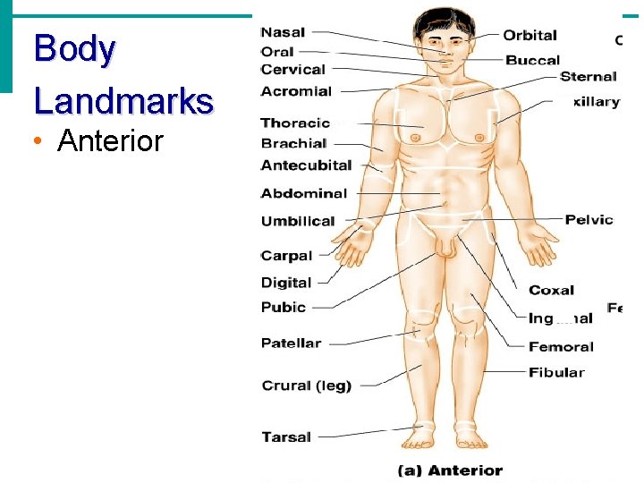 Body Landmarks • Anterior 