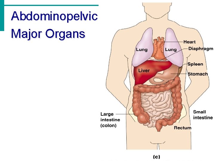 Abdominopelvic Major Organs 