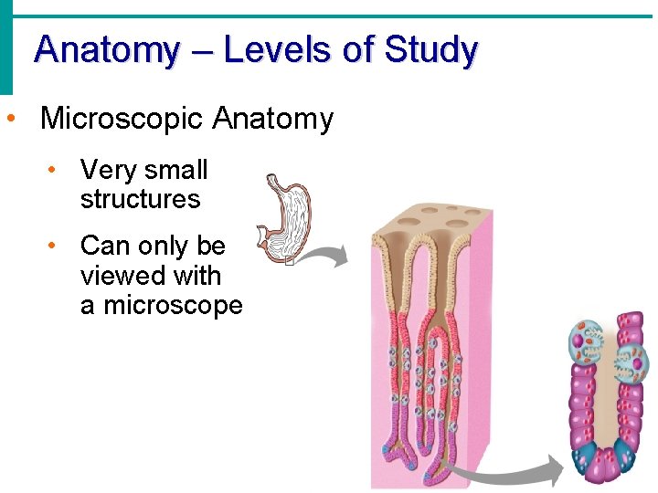 Anatomy – Levels of Study • Microscopic Anatomy • Very small structures • Can