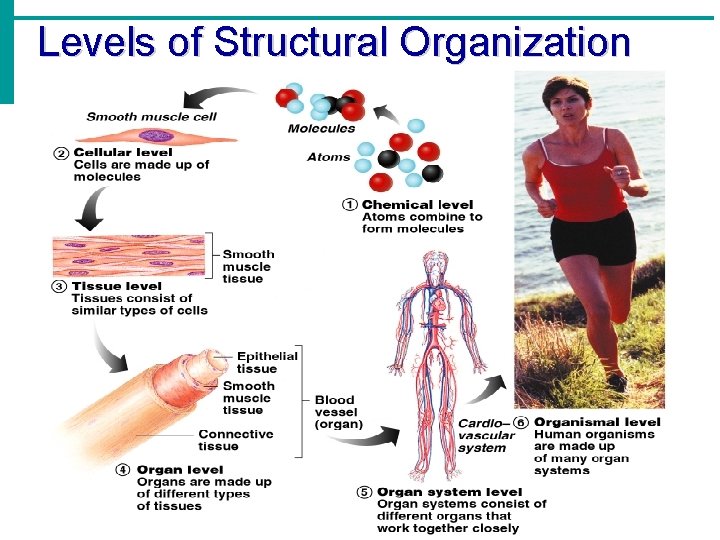 Levels of Structural Organization 