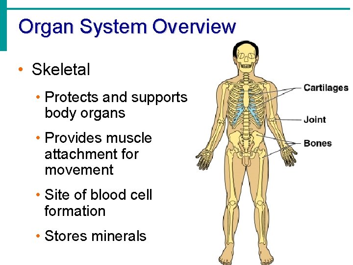 Organ System Overview • Skeletal • Protects and supports body organs • Provides muscle