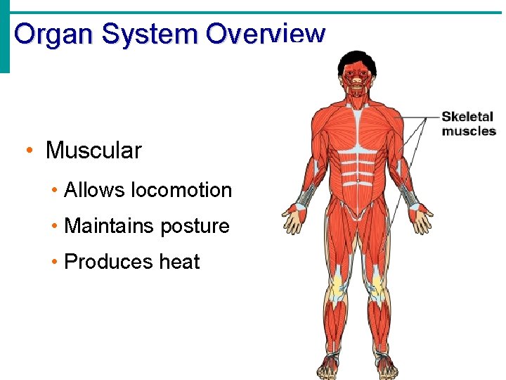 Organ System Overview • Muscular • Allows locomotion • Maintains posture • Produces heat