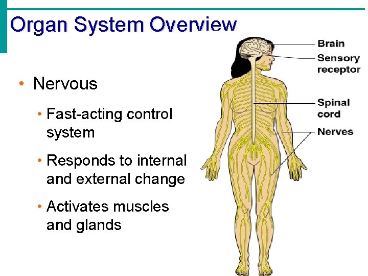 Organ System Overview • Nervous • Fast-acting control system • Responds to internal and