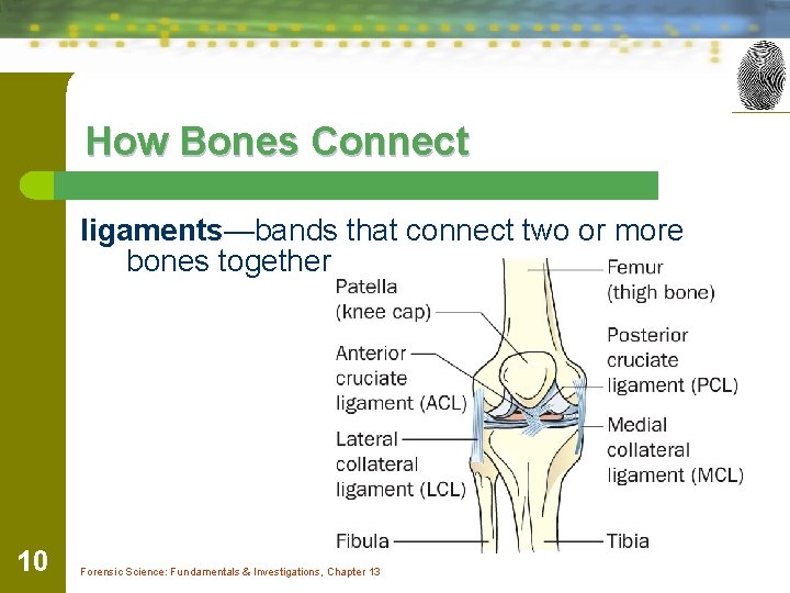 How Bones Connect ligaments—bands that connect two or more bones together 10 Forensic Science: