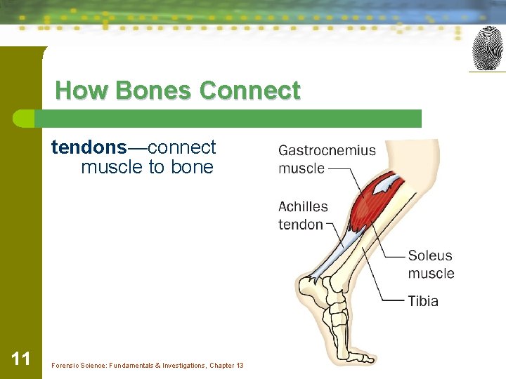 How Bones Connect tendons—connect muscle to bone 11 Forensic Science: Fundamentals & Investigations, Chapter