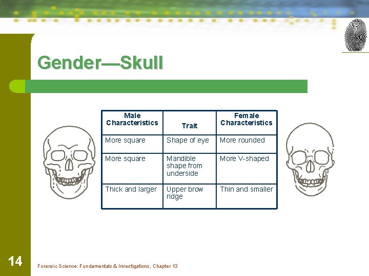 Gender—Skull Male Characteristics 14 Trait Female Characteristics More square Shape of eye More rounded