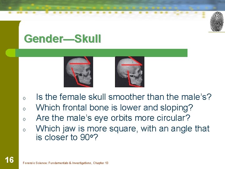 Gender—Skull o o 16 Is the female skull smoother than the male’s? Which frontal