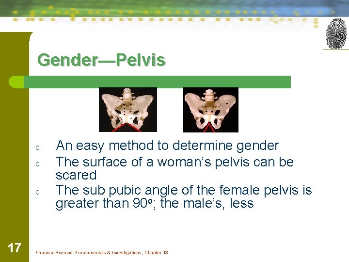 Gender—Pelvis o o o 17 An easy method to determine gender The surface of