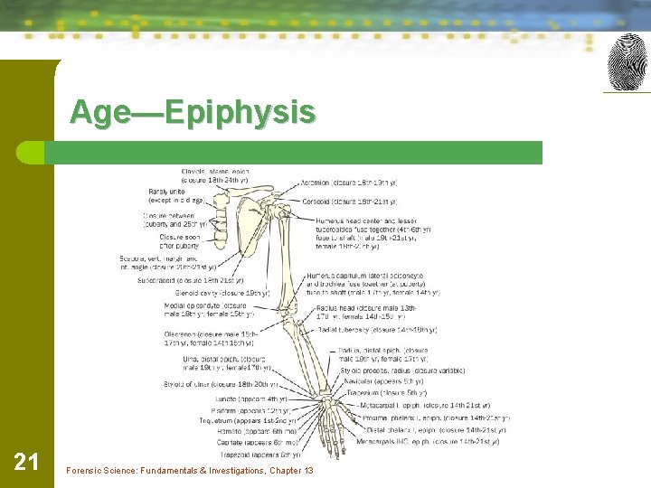 Age—Epiphysis 21 Forensic Science: Fundamentals & Investigations, Chapter 13 