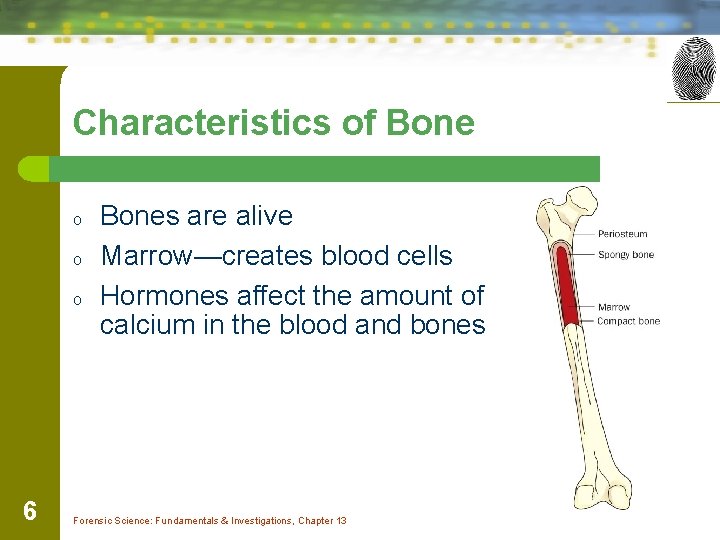 Characteristics of Bone o o o 6 Bones are alive Marrow—creates blood cells Hormones