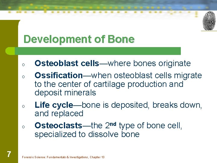 Development of Bone o o 7 Osteoblast cells—where bones originate Ossification—when osteoblast cells migrate