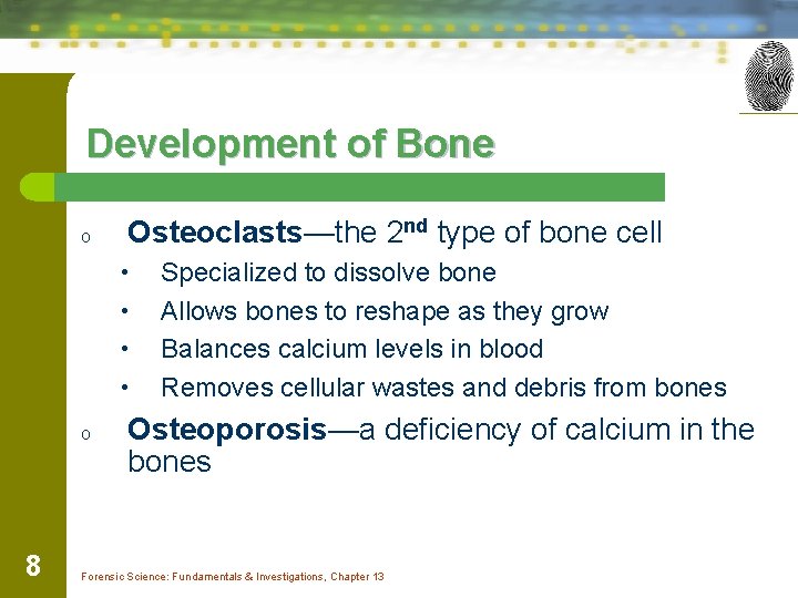 Development of Bone o Osteoclasts—the 2 nd type of bone cell • • o