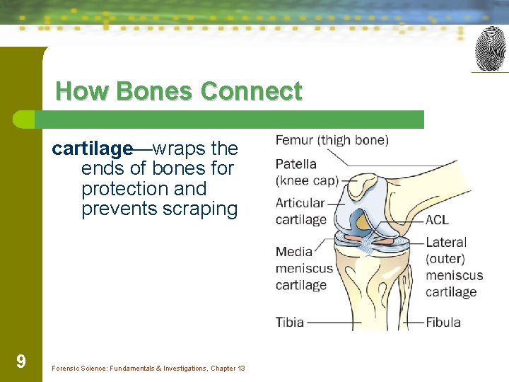 How Bones Connect cartilage—wraps the ends of bones for protection and prevents scraping 9