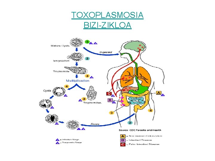 TOXOPLASMOSIA BIZI-ZIKLOA 