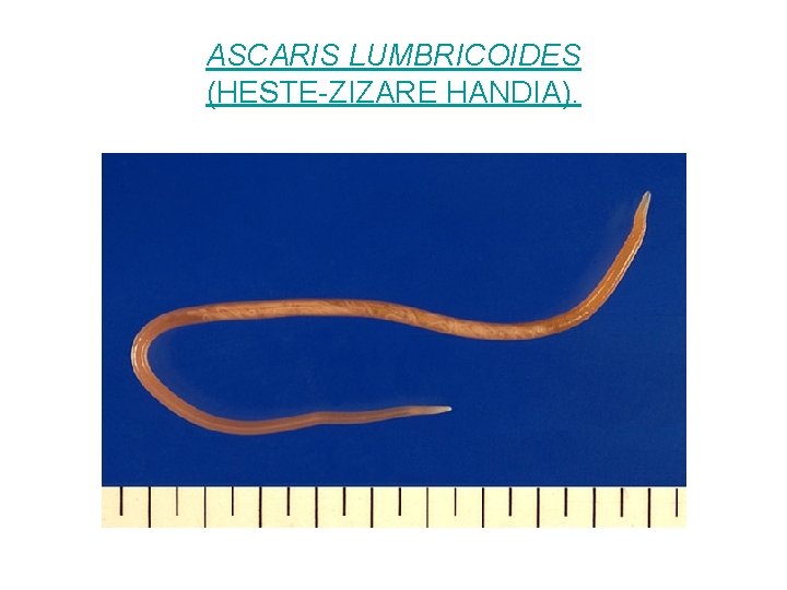 ASCARIS LUMBRICOIDES (HESTE-ZIZARE HANDIA). 