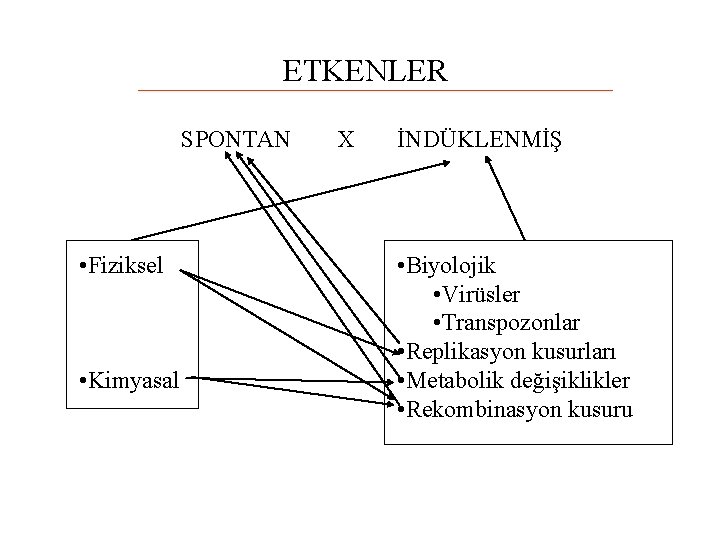 ETKENLER SPONTAN • Fiziksel • Kimyasal X İNDÜKLENMİŞ • Biyolojik • Virüsler • Transpozonlar
