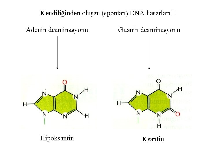 Kendiliğinden oluşan (spontan) DNA hasarları I Adenin deaminasyonu Hipoksantin Guanin deaminasyonu Ksantin 