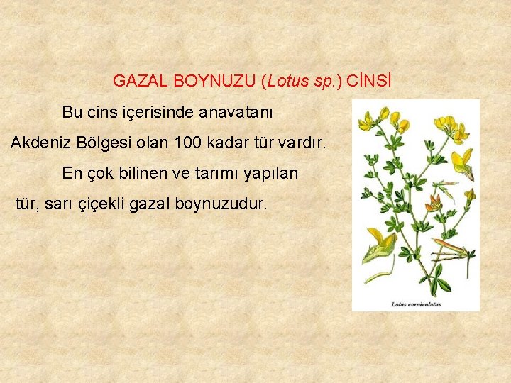 GAZAL BOYNUZU (Lotus sp. ) CİNSİ Bu cins içerisinde anavatanı Akdeniz Bölgesi olan 100