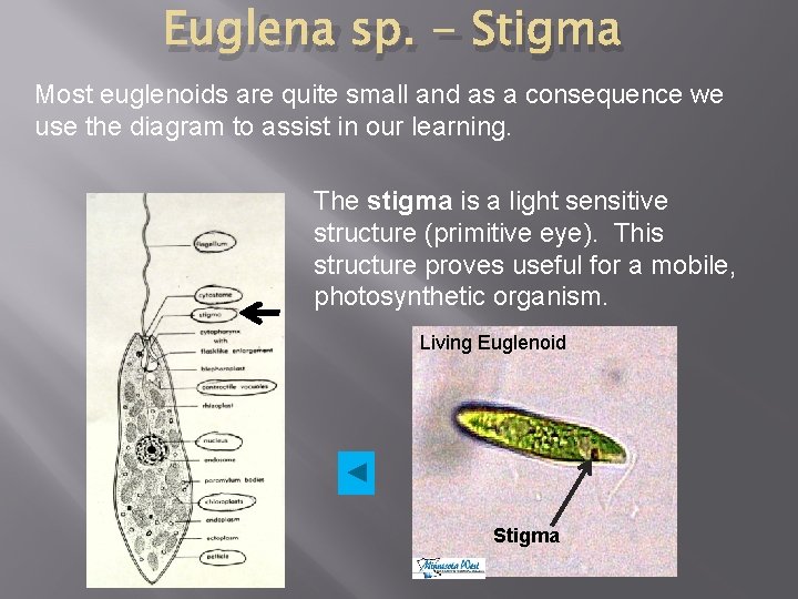 Euglena sp. - Stigma Most euglenoids are quite small and as a consequence we Euglena sp. - Stigma Most euglenoids are quite small and as a consequence we