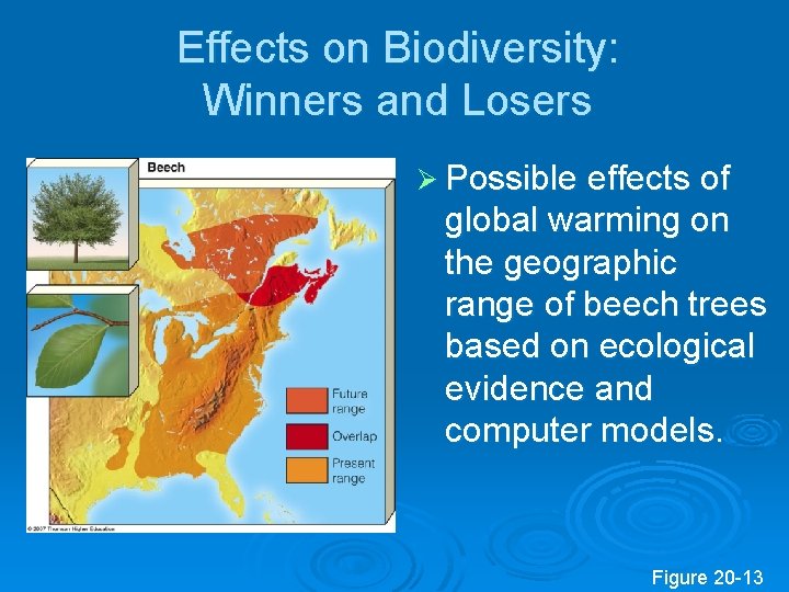 Effects on Biodiversity: Winners and Losers Ø Possible effects of global warming on the Effects on Biodiversity: Winners and Losers Ø Possible effects of global warming on the