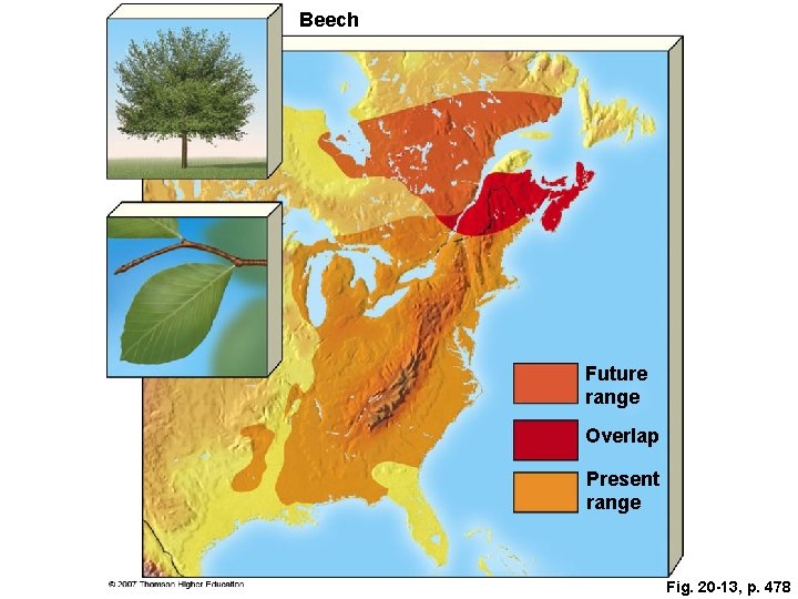 Beech Future range Overlap Present range Fig. 20 -13, p. 478 Beech Future range Overlap Present range Fig. 20 -13, p. 478