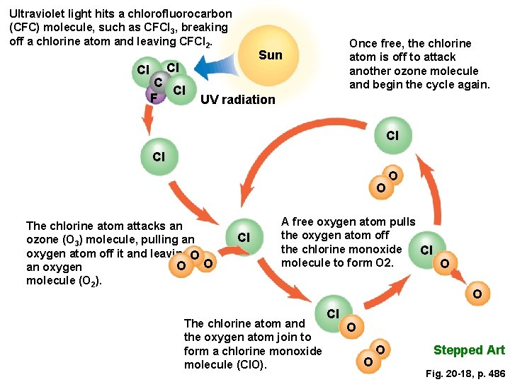 Ultraviolet light hits a chlorofluorocarbon (CFC) molecule, such as CFCl 3, breaking off a Ultraviolet light hits a chlorofluorocarbon (CFC) molecule, such as CFCl 3, breaking off a
