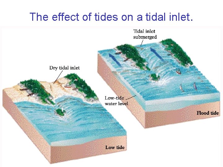 The effect of tides on a tidal inlet. 