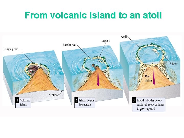 From volcanic island to an atoll 