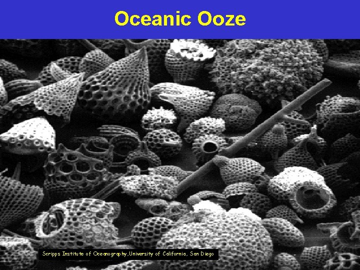 Oceanic Ooze Scripps Institute of Oceanography, University of California, San Diego 