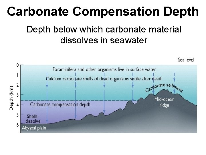 Carbonate Compensation Depth below which carbonate material dissolves in seawater 