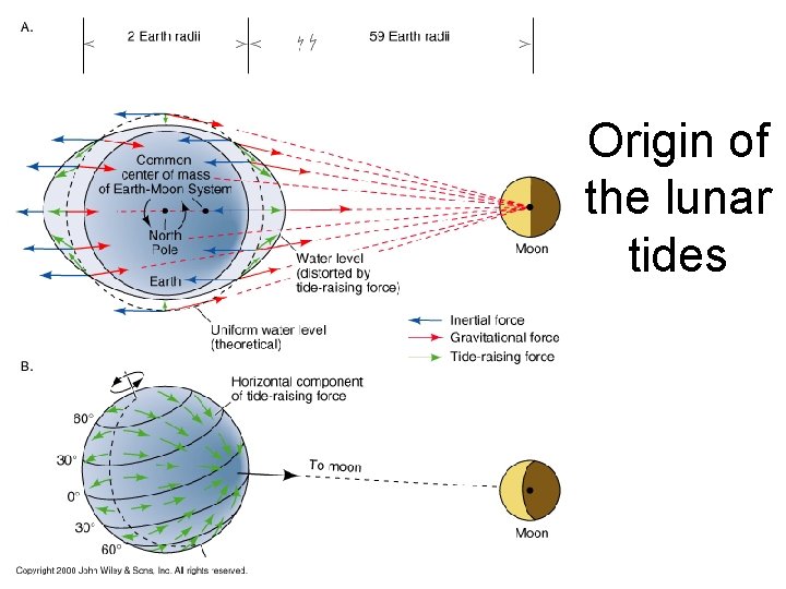 Origin of the lunar tides 