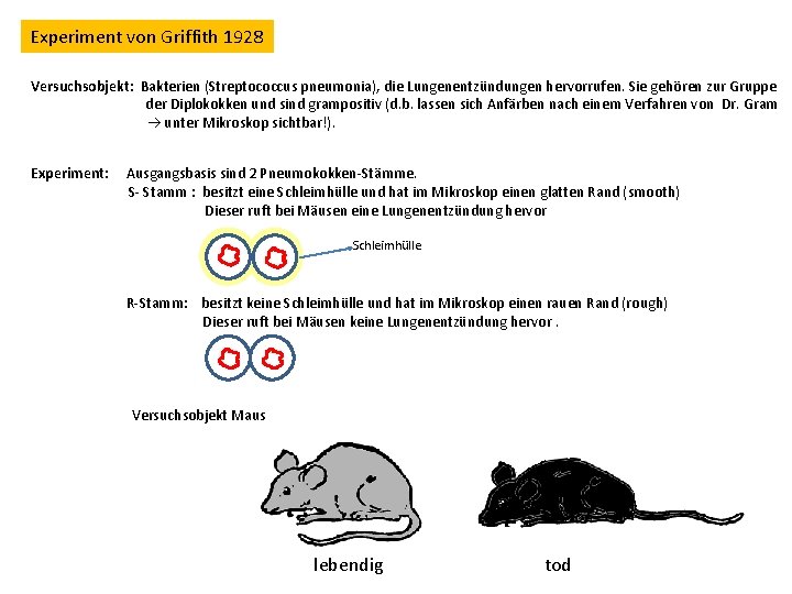 Experiment von Griffith 1928 Versuchsobjekt: Bakterien (Streptococcus pneumonia), die Lungenentzündungen hervorrufen. Sie gehören zur