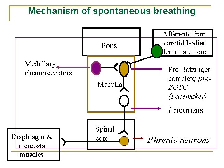 Mechanism of spontaneous breathing Pons Medullary chemoreceptors Medulla Afferents from carotid bodies terminate here