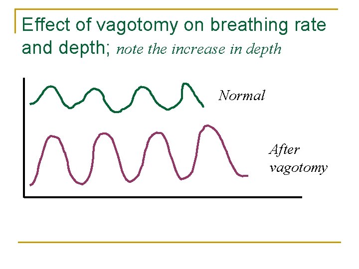 Effect of vagotomy on breathing rate and depth; note the increase in depth Normal
